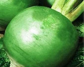 Green Radish Raphanus sativus for planting in home garden